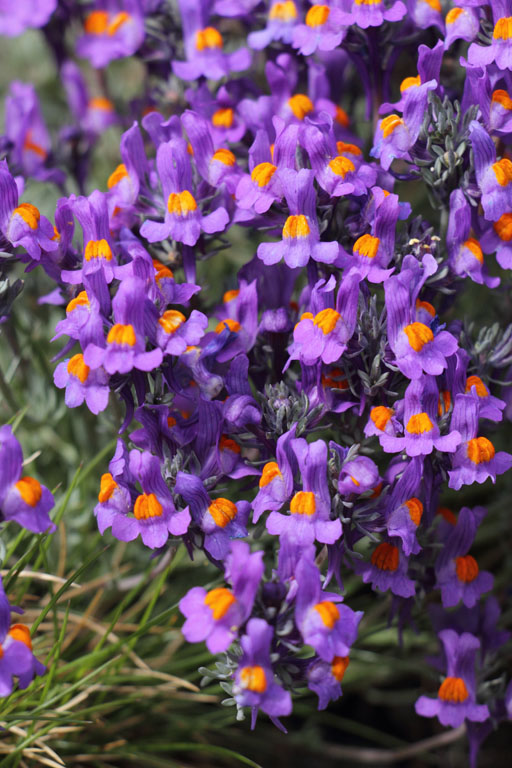 Linaire des Alpes, Linaria alpina subsp. alpina, Valle d'Err, Pyrnes-orientales, juin 2016