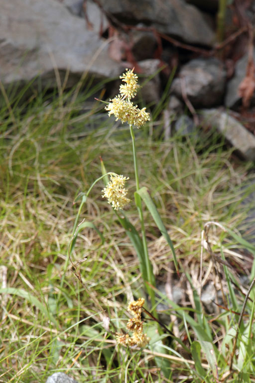 Luzule jaune, Luzula lutea, Valle d'Err, Pyrnes-orientales, juin 2016