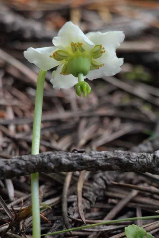 Pyrole uniflore, Moneses uniflora, Port-Puymorens, Pyrnes-orientales, juin 2016