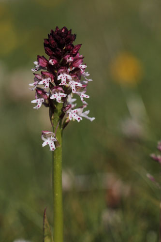 Orchis brl, Neotinea ustulata, La Molina, Pyrnes-orientales, juin 2016