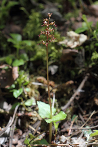 Listre  feuilles en cur, Neottia cordata, Port-Puymorens, Pyrnes-orientales, juin 2016