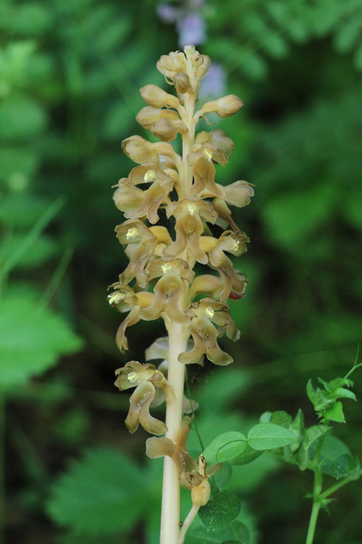 Nottie nid d'oiseau, Neottia nidus-avis, Gorges du Sgre, Pyrnes-orientales, juin 2016