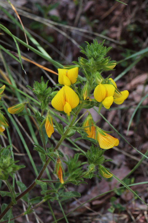 Bugrane jaune, Ononis natrix, Bellver de Cerdanya, Pyrnes-orientales, juin 2016