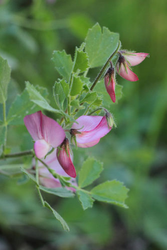 Bugrane  feuilles rondes, Ononis rotundifolia, Gorges du Sgre, Pyrnes-orientales, juin 2016