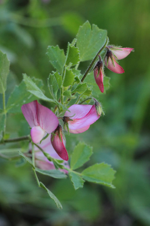 Bugrane  feuilles rondes, Ononis rotundifolia, Gorges du Sgre, Pyrnes-orientales, juin 2016