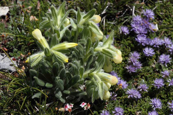 Orcanette de Bubani, Onosma tricerosperma subsp. alpicola, La Molina, Pyrnes-orientales, juin 2016