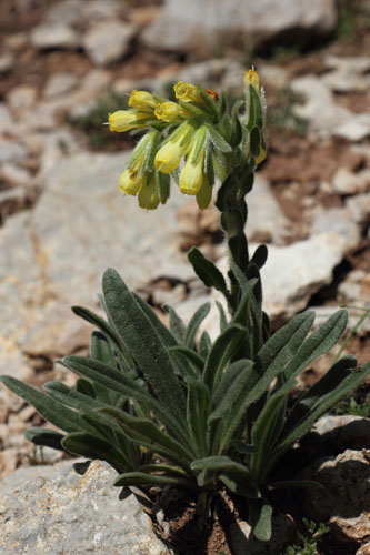 Orcanette de Bubani, Onosma tricerosperma subsp. alpicola, La Molina, Pyrnes-orientales, juin 2016