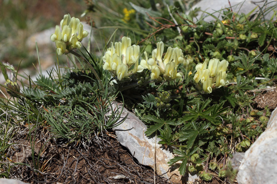 Oxytropis champtre, Oxytropis campestris, La Molina, Pyrnes-orientales, juin 2016