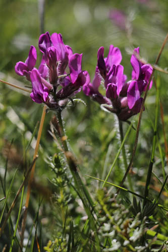 Oxytropis de Haller, Oxytropis halleri, Valle d'Eyne, Pyrnes-orientales, juin 2016