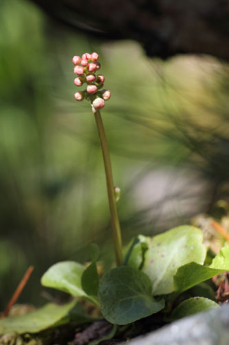 Petite pyrole, Pyrola minor, Port-Puymorens, Pyrnes-orientales, juin 2016