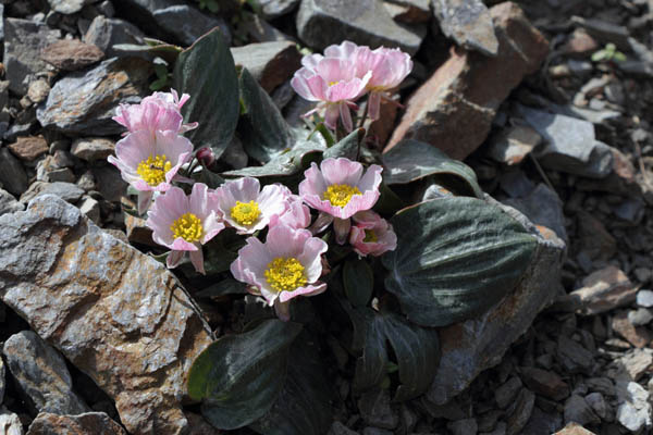 Renoncule  feuilles de Parnassie, Ranunculus parnassifolius subsp. parnassifolius, Valle d'Err, Pyrnes-orientales, juin 2016