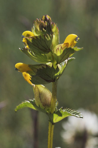 Petit rhinanthe, Rhinanthus minor, Enveitg, Pyrnes-orientales, juin 2016