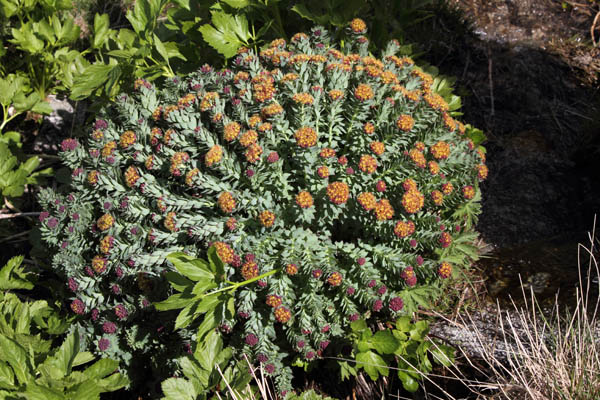 Orpin rose, Rhodiola rosea, Pas de la Case, Pyrnes-orientales, juin 2016