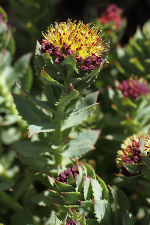 Orpin rose, Rhodiola rosea, Pas de la Case, Pyrnes-orientales, juin 2016