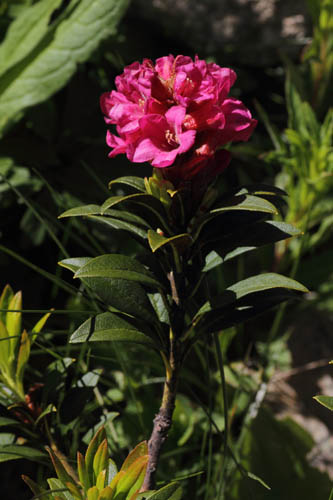 Rhododendron ferrugineux, Rhododendron ferrugineum, Pas de la Case, Pyrnes-orientales, juin 2016