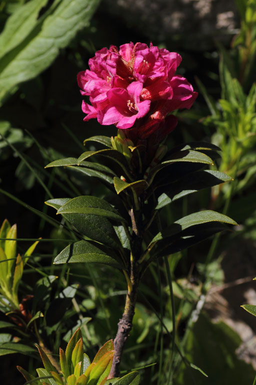 Rhododendron ferrugineux, Rhododendron ferrugineum, Pas de la Case, Pyrnes-orientales, juin 2016