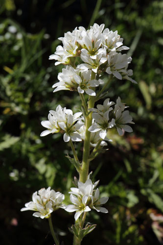 Saxifrage aquatique, Saxifraga aquatica, Valle d'Eyne, Pyrnes-orientales, juin 2016