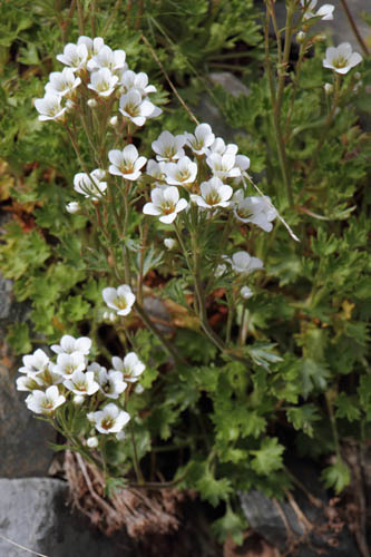 Saxifrage faux-geranium, Saxifraga geranioides, Valle d'Err, Pyrnes-orientales, juin 2016