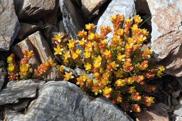 Orpin des Alpes, Sedum alpestre, Valle d'Err, Pyrnes-orientales, juin 2016