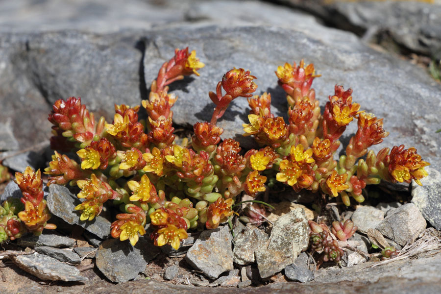 Orpin des Alpes, Sedum alpestre, Valle d'Err, Pyrnes-orientales, juin 2016
