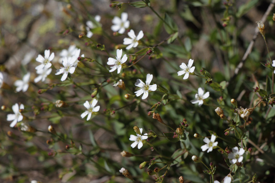 Silne des rochers, Silene rupestris, Port-Puymorens, Pyrnes-orientales, juin 2016
