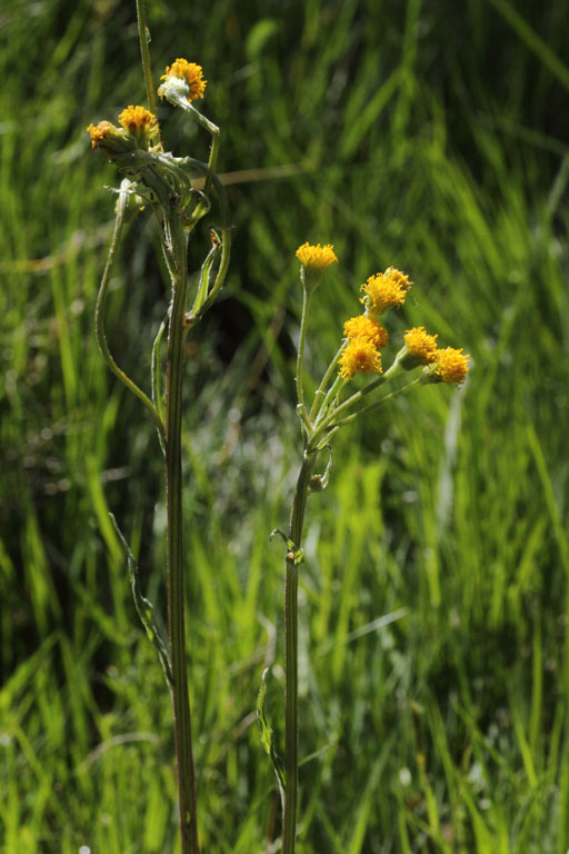 Sneon  feuilles en spatule, Tephroseris helenitis var. discoidea, Pas de la Case, Pyrnes-orientales, juin 2016