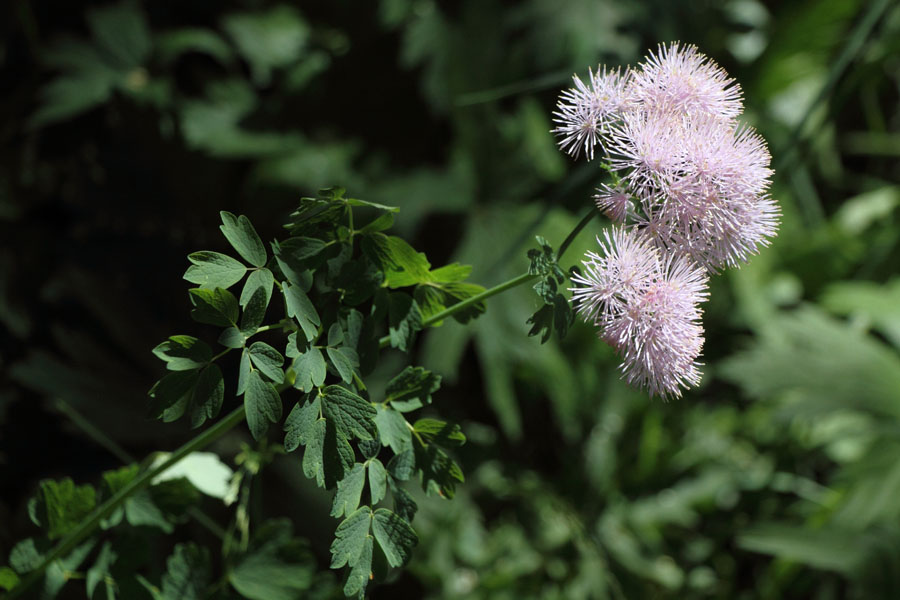 Pigamon  feuilles d'ancolie, Thalictrum aquilegifolium, Valle d'Eyne, Pyrnes-orientales, juin 2016
