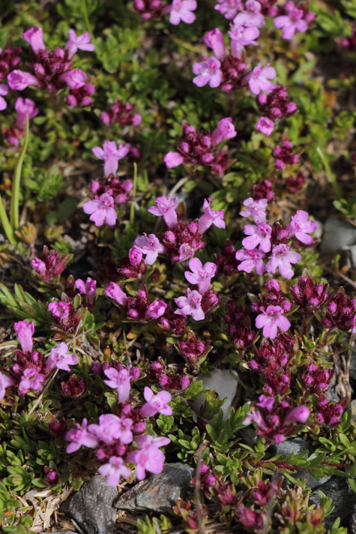 Thym  nervures saillantes, Thymus nervosus, Valle d'Err, Pyrnes-orientales, juin 2016