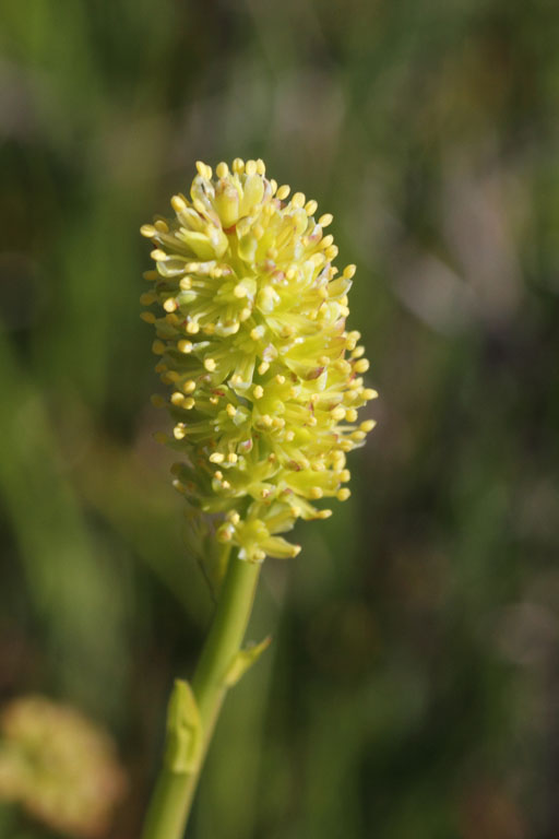 Tofieldie  calicule, Tofieldia calyculata, Pas de la Case, Pyrnes-orientales, juin 2016
