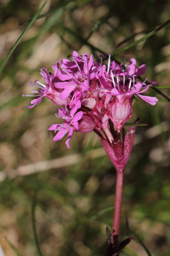 Silne de Sude, Viscaria alpina, Pas de la Case, Pyrnes-orientales, juin 2016