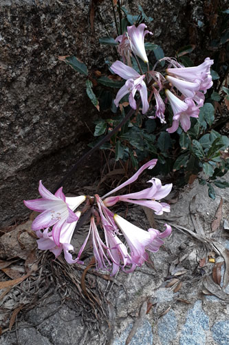 Amaryllis belladone, Amaryllis belladonna, Fonte Arcada, Portugal, septembre 2017