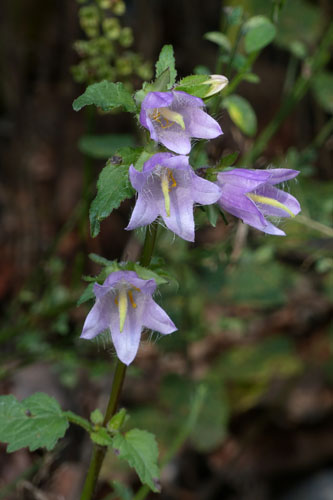 Campanule gantele, Campanula trachelium, Pyrnes, Valle d'Aure, juillet 2017