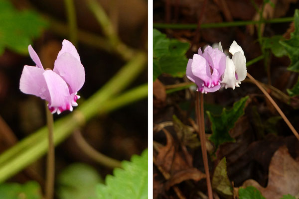 Cyclamen  feuilles de lierre, Cyclamen hederifolium, Ile-de_France, Cergy, octobre 2016