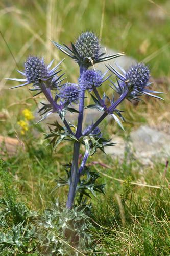 Chardon bleu des Pyrnes, Eryngium bourgatii, Pyrnes, Valle d'Aulon, juillet 2017