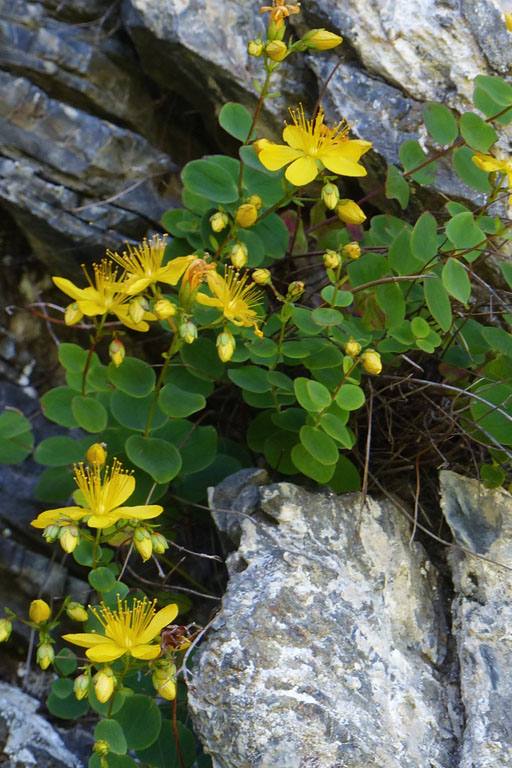Millepertuis lgant, Hypericum pulchrum, Pyrnes, Lac d'Arou, juillet 2017
