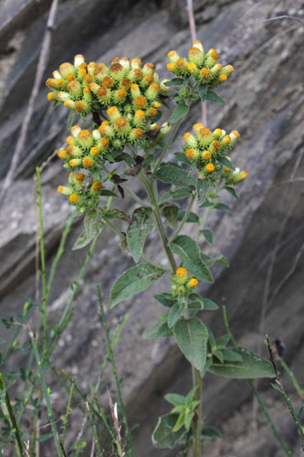 Inule conyze, Inula conyza, Pyrnes, Valle d'Aure, juillet 2016