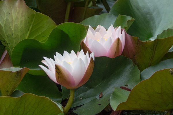 Nnuphar blanc, Nymphaea alba, Ile-de_France, Fontainebleau, juin 2017