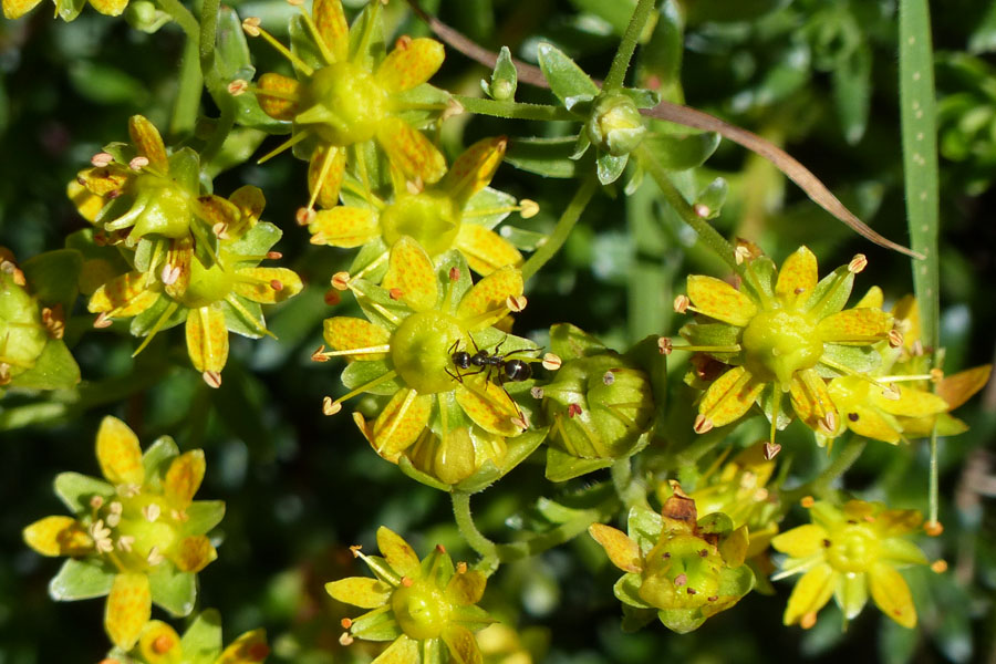 Saxifrage faux-aizoon, Saxifraga aizoides, Pyrnes, Valle de Badet, aot 2017