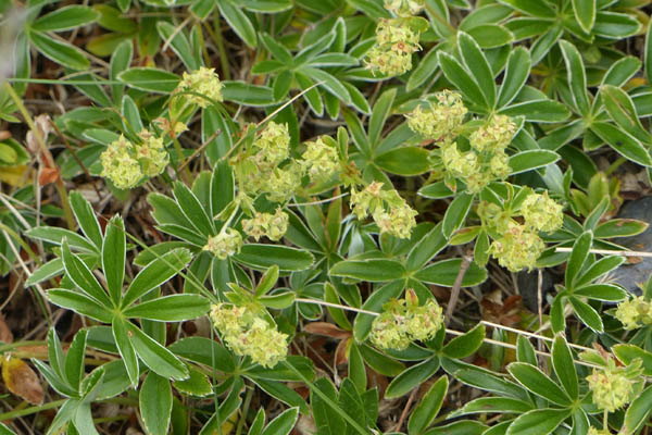 Alchemille des alpes, Alchemilla alpina, Pyrnes, Valle du Rioumajou, juillet 2018