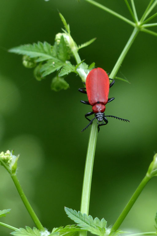 Cardinal, Pyrochore carlate