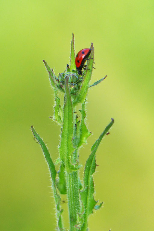 Coccinelle