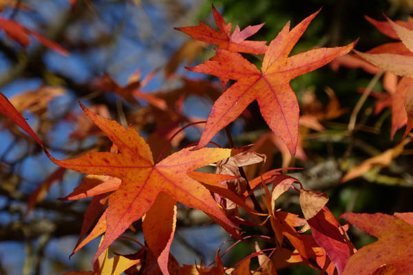 Les feuilles rouges