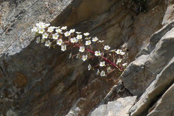 Saxifrage  longues feuilles, Saxifraga longifolia, Pyrnes, Valle de Saux, juillet 2018