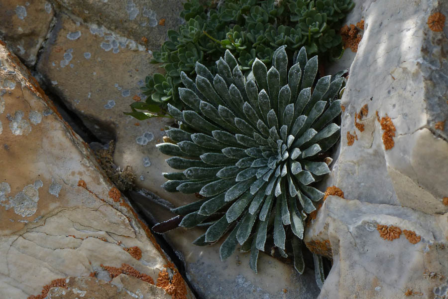 Saxifrage  longues feuilles, Saxifraga longifolia, Pyrnes, Valle de Saux, juillet 2018