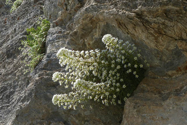 Saxifrage  longues feuilles, Saxifraga longifolia, Pyrnes, Valle de Saux, juillet 2018