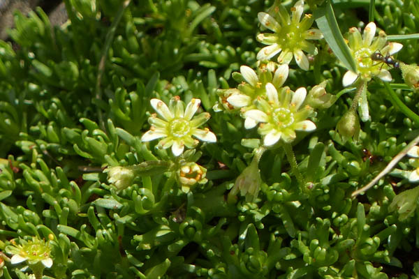 Saxifrage musque, Saxifraga moschata, Pyrnes, Valle de Saux, juillet 2018