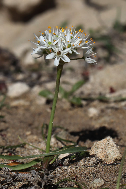 Ail presque velu, Allium subvillosum, Las Negras, Andalousie orientale, mars 2018