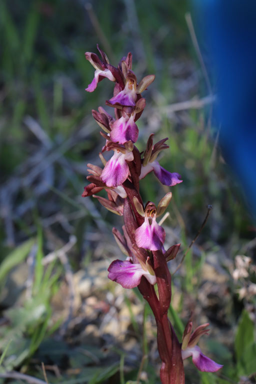Orchis des collines, Anacamptis collina, Nijar, Andalousie orientale, mars 2018