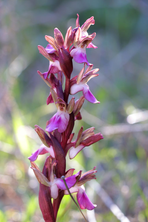 Orchis des collines, Anacamptis collina, Nijar, Andalousie orientale, mars 2018