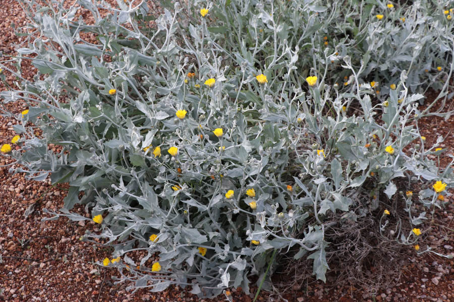 Andryale de Raguse, Andryala ragusina, Cabo de Gata, Andalousie orientale, mars 2018